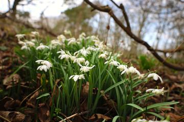 Fototapeta premium Snowdrops blooming in a forest in Scotland, UK