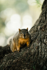 squirrel in the park