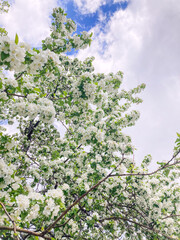 blossoming apple tree on a sunny spring day, view from below