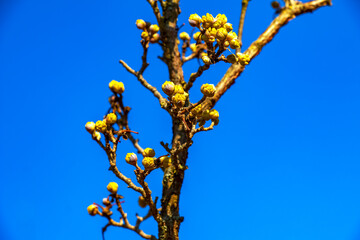 Branches with flowers of male dogwood Cornus mas in early spring. Blue sky background. Early spring flowers in their natural habitat