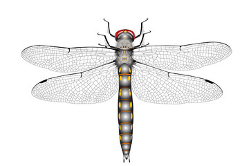 Adult Spiny Baskettail Dragonfly (Epitheca spinigera), artistic illustration, natural coloration, jpg format.