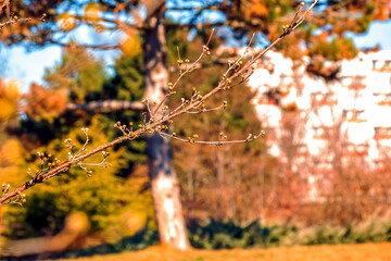 Branch of male dogwood Cornus mas with yellow flowers. Spring. Selective focus.