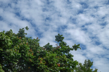 Fluffy white clouds in the blue sky above a row of trees.Ecology and environment concept.Copy space...