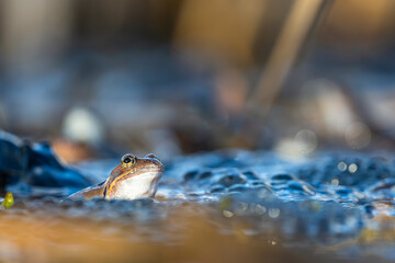 Spring mating of frogs. The moor frog, Rana arvalis.