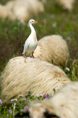 Western Cattle Egret (Bubulcus ibis) sitting on a sheep by a pasture near Cabras. Oristano, Sardinia. Italy