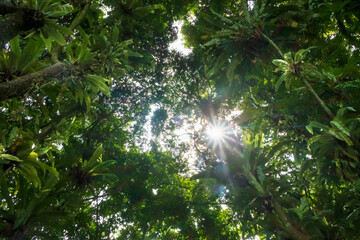 Fototapeta premium Sunlight breaking through trees in tropical forest.Green foliage of natural vegetation.Ecology and environmental concept.For graphic design,3D rendering or banner background