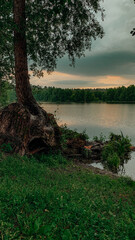 a tree grows near water and takes root in the water