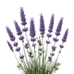 Naklejka premium lavender flowers isolated on white or transparent background
