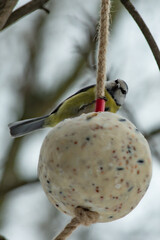 A titmouse sits on an edible ball and eats seeds