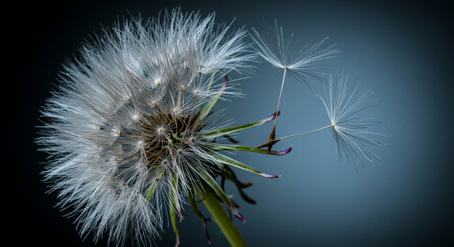dandelion seed head
