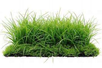 Vibrant Green Grass Close-Up on Transparent Background: A Fresh and Detailed Snapshot