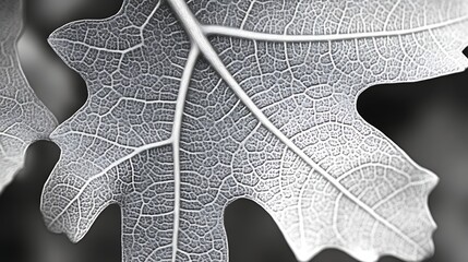 Delicate Leaf Veins Intricate Detail Close Up