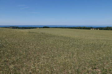 Weizenfeld auf Rügen mit einem weiten Blick und der Ostsee im Hintergrund.