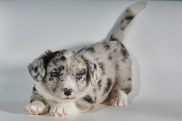 Fototapeta premium Black and white dog puppy on a white background