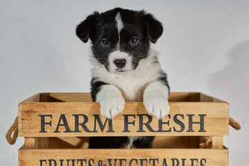 Black and white dog puppy on a white background