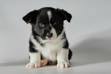 Black and white dog puppy on a white background