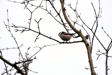 Long-tailed tit bird on a branch