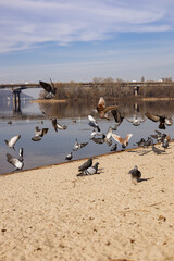 Obraz premium pigeons on the beach