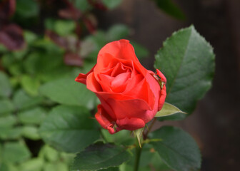 blooming rose in a greenhouse