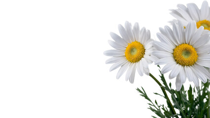 Obraz premium Daisy Flower PNG with Transparent Background Elegant White Petals and Yellow Center for Sublimation Graphic Design and Digital Projects