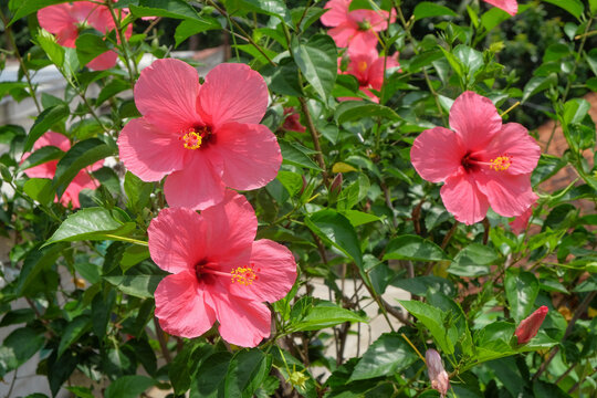 Shoeblackplant Images – Browse 21,309 Stock Photos, Vectors, and