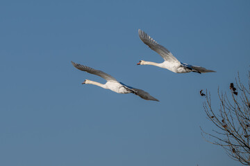 Pair of mute swans in flight.