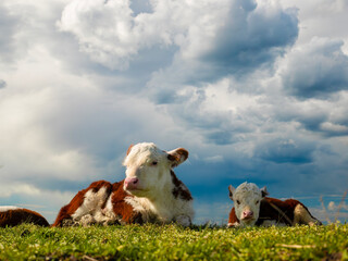 A young calf peacefully lies on a lush green meadow, enjoying the warmth of a sunny spring day. The sky is clear and blue, filled with fluffy white clouds