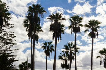 Palm trees silhouetted against a blue sky with clouds, landscape.