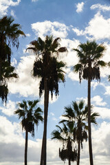 Palm trees silhouetted against a blue sky with clouds, portrait.