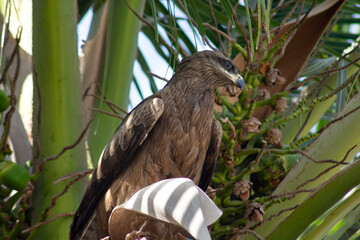 A black kite perches in their nest on the top of lush coconut tree. Brown and black kite with a sharp beak and keen eyes. Black Kite With vibrant greenery. This image highlights the eagle's power.