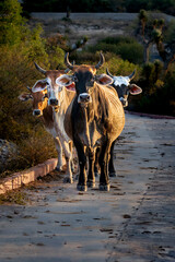 wild cow, rural, wild, cattle, landscape, animal, farm animal, farm, agriculture, beef, mountain, horn, livestock, rural scene, bull, brown, nature, cow
