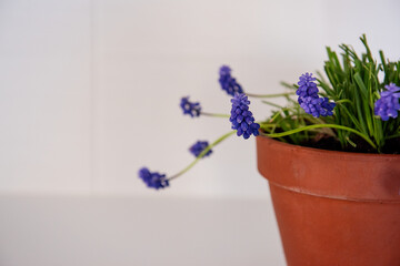 Beautiful purple grape hyacinths are growing in a simple terracotta pot, adding a touch of color and freshness to a clean white background, perfect for spring Easter decorations and home gardening