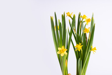 Narcissus flowers with bright yellow petals and long green leaves stand out against a clean white...
