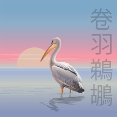 Morning seascape with dalmatian pelican. Vector realistic image. Text meaning dalmatian pelican in Chinese