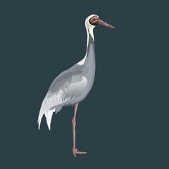 The white-naped crane stands on one leg. Vector illustration isolated on dark background