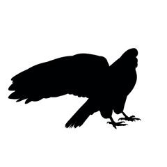 Eagle spreading wings black silhouette. Vector illustration isolated on white background