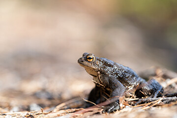Frog on the ground in forest