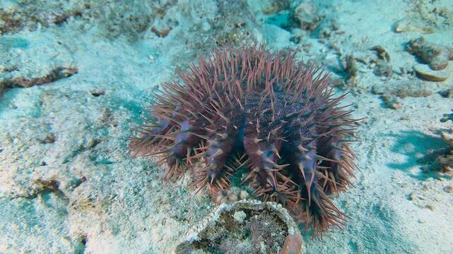 A close-up of a Crown of thorns starfish , moving along the bottom of a tropical coral reef. Acanthaster planci hunts coral. It regenerates its limbs, thrives in warm climates, devastates coral reefs.