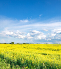 Fototapeta premium Field of yellow flowers with a blue sky in the background