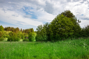 A large tree stands in a field of grass