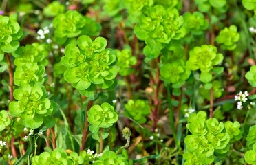 pictures of wild plants, medicinal flowers. photos of spurge flowers.