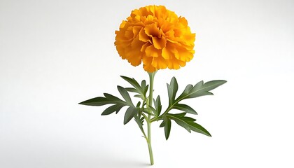 Single Orange Marigold Flower Studio Shot