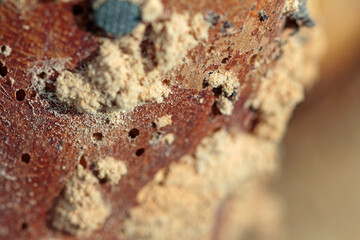 close-up of woodworm holes. Diameter of the holes: 1 to 2 mm,