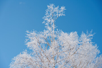 白樺についた霧氷と青空