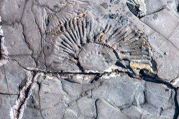 Close up of an ammonite fossil on Kimmeridge beach on the Jurassic coast in Dorset © tom