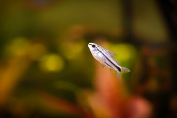 Corydoras pygmaeus, blackbanded corydoras dwarf armored catfish underwater swimming. Gastrodermus Corydoras pygmaeus miniature tropical catfish in the nature freshwater aquarium tank