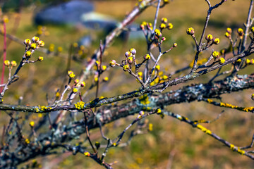 Branches with flowers of male dogwood Cornus mas in early spring on a blurred background.