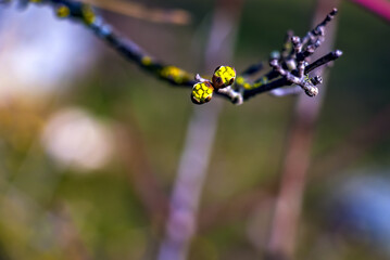 Branches with flower buds of male dogwood Cornus mas in early spring on a blurred background.