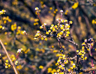 Branches with flower buds of male dogwood Cornus mas in early spring. Close-up.