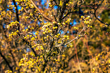 Branches of male dogwood Cornus mas with yellow flowers. Spring.
